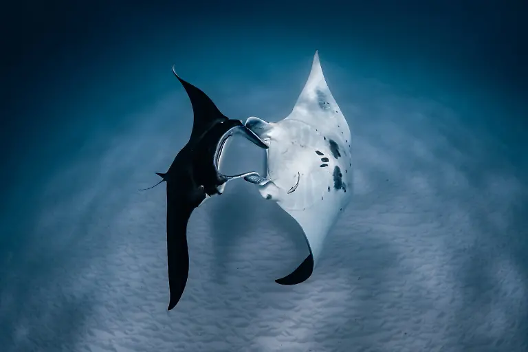 The Manta Dance, by Daniel Browne, The Nature Photography Contest 2025Underwater Finalist